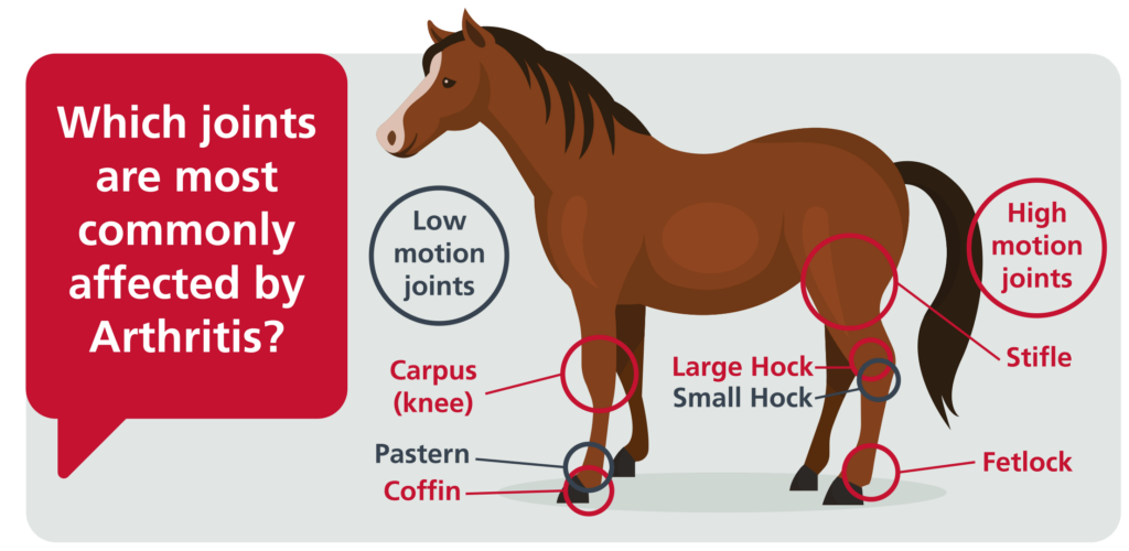 Joint Inflammation In horses, inflammation of the joints, Horse joint support, camel joint supplements, Joint Inflammation In animals, Joint Disorders in Horses, Joint diseases in horses,