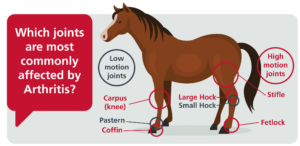 Joint Inflammation In horses, inflammation of the joints, Horse joint support, camel joint supplements, Joint Inflammation In animals, Joint Disorders in Horses, Joint diseases in horses,