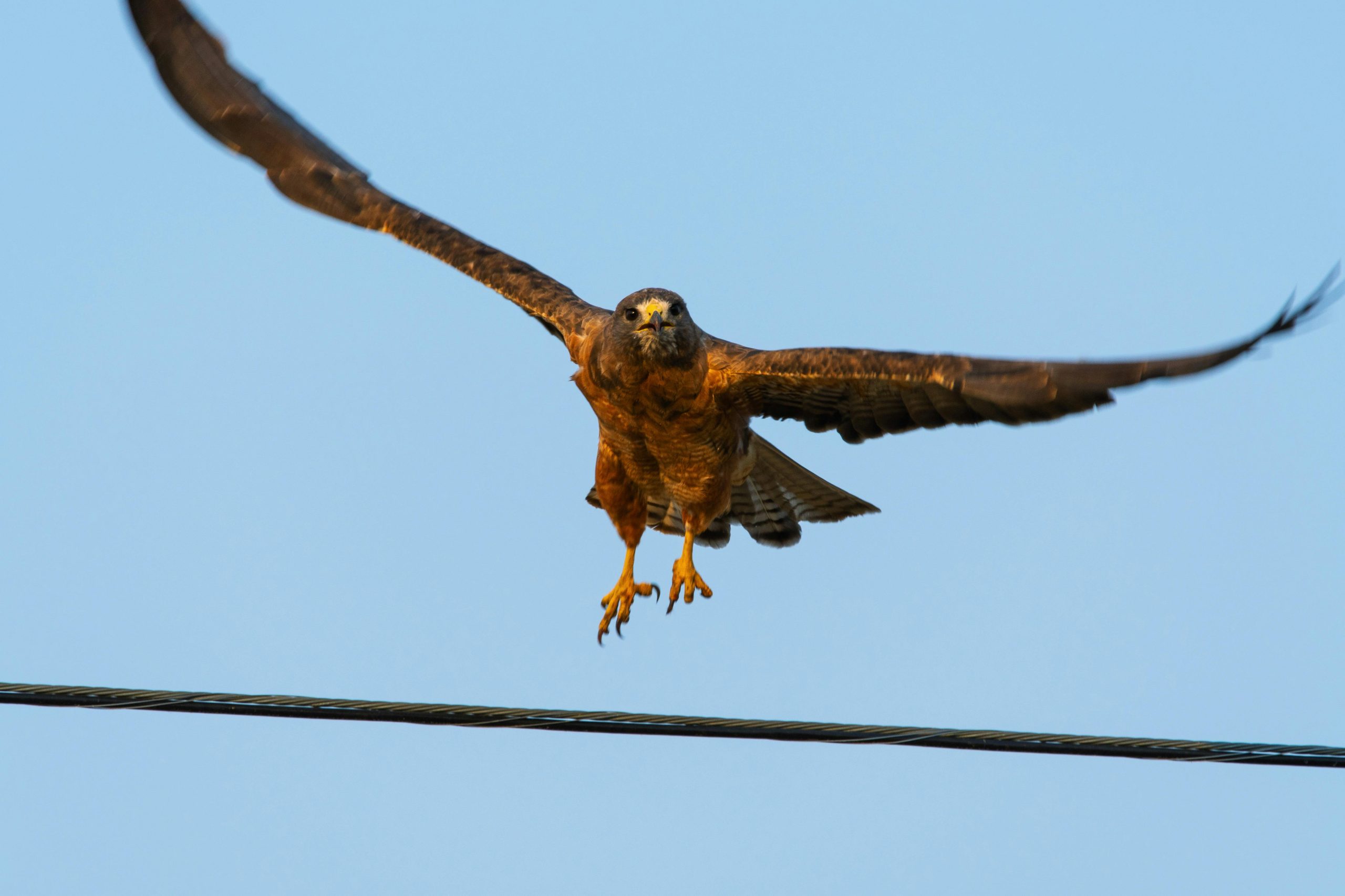 Falcon Bird Racing Falcon Racing - SCV VET SUPPLIES