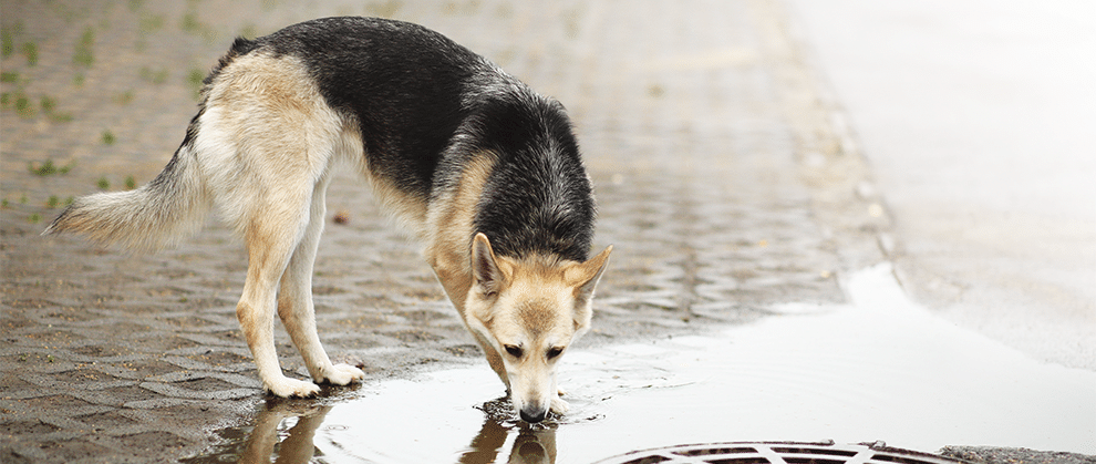 Leptospirosis In Dogs, Signs and Symptoms of Leptospirosis in Pets, leptospirosis in dogs vaccine, treatment for leptospirosis in dogs, chances of dog surviving leptospirosis, stages of leptospirosis in dogs, leptospirosis in dogs: symptoms, leptospirosis in dogs to humans, leptospirosis in dogs causes, leptospirosis in dogs home treatment, Frequently Asked Questions for Veterinarians, Leptospirosis Alert, Testing for Leptospirosis in Dogs, Leptospirosis in Animals, Canine Leptospirosis, What Is Leptospirosis in Dogs?,