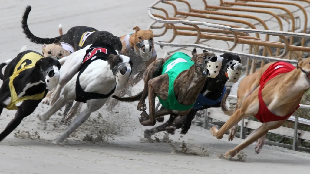 Steroids Use in Greyhounds Racing, Greyhounds Racing,